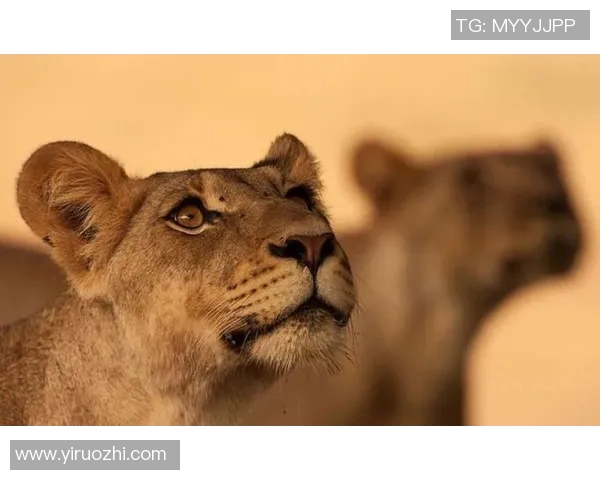 足球明星与动物形象的趣味对比展现精彩瞬间与个性特征 足球明星与动物形象的趣味对比展现精彩瞬间与个性特征